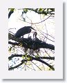Bare-throated Tiger-heron on nest with chicks