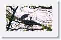 Bare-throated Tiger-heron on nest with chicks
