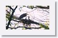 Bare-throated Tiger-heron on nest with chicks