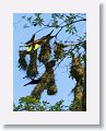 Montezuma Oropendola