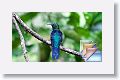 3Hummingbirds * (50 Slides)