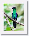 Violet-crowned Woodnymph