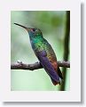 Rufous-tailed Hummingbird