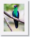 Violet-crowned Woodnymph