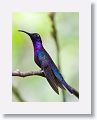 Violet Sabrewing