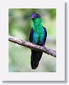 Violet-crowned Woodnymph