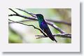 Violet-crowned Woodnymph