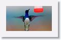White-necked Jacobin