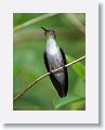White-bellied Emerald