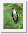 White-bellied Emerald