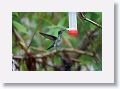 White-necked Jacobin