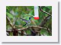 White-necked Jacobin