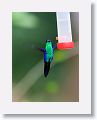 Violet-crowned Woodnymph