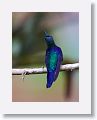 Violet-crowned Woodnymph