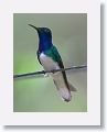 White-necked Jacobin