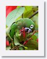 Olive-throated Parakeet