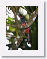 Slaty-tailed Trogon