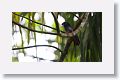 Slaty-tailed Trogon
