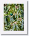 Green Honeycreeper