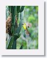 Great Kiskadee