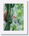 Great Kiskadee