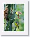 Great Kiskadee