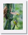Great Kiskadee
