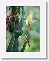 Great Kiskadee