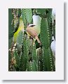 Great Kiskadee