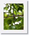 Violet-headed Hummingbird