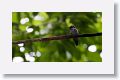 Violet-headed Hummingbird