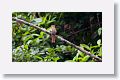 Black-throated Trogon