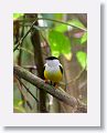 White-collared Manakin