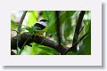 White-collared Manakin