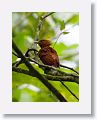 Chestnut-colored Woodpecker (female)