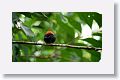 Red-capped Manakin
