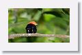 Red-capped Manakin