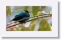 Green Honeycreeper