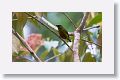 Olive-backed Euphonia