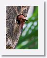 Chestnut-colored Woodpecker (female)