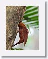 Chestnut-colored Woodpecker (female)