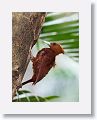 Chestnut-colored Woodpecker (female)