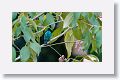 Green Honeycreeper