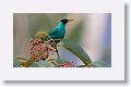 Green Honeycreeper