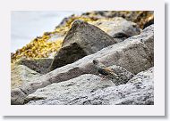 European Starling