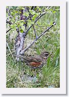 Redwing