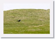 Common Raven with egg