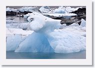 Arctic Tern