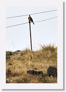 Fieldfare