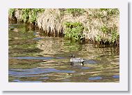 Green-winged Teal